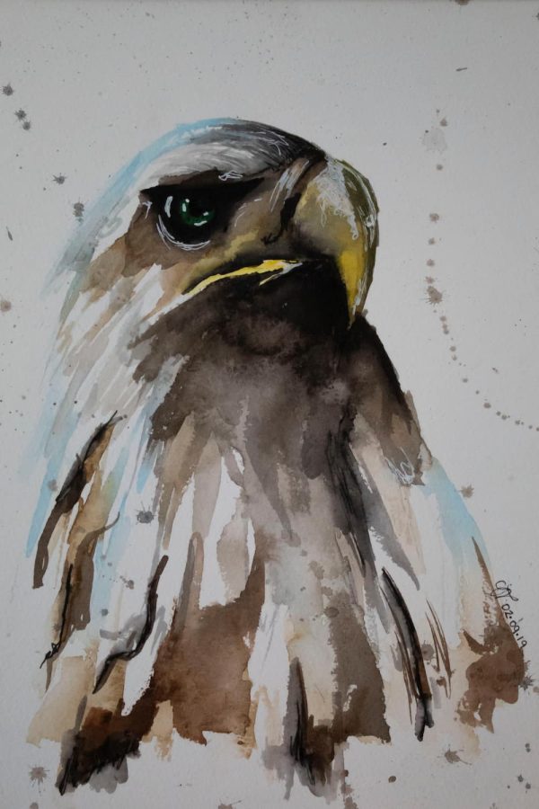 Watercolour Bald Eagle Art - Print