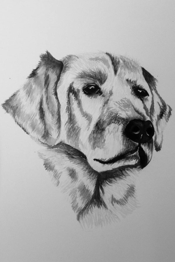 Watercolour Golden Lab - Print - Image 4