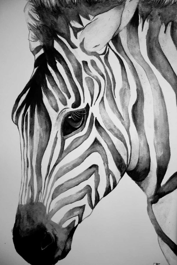 Watercolour African Zebra - Print - Image 4