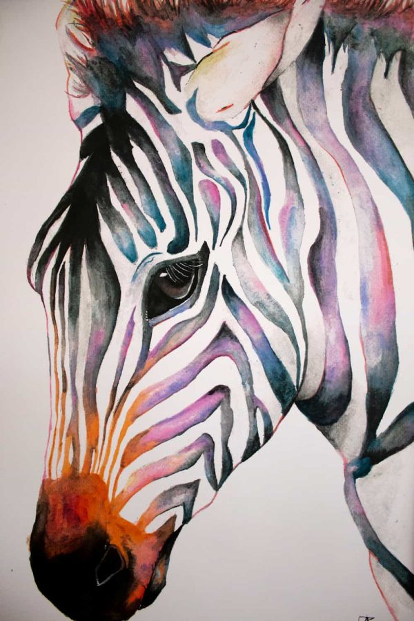 Watercolour African Zebra - Print