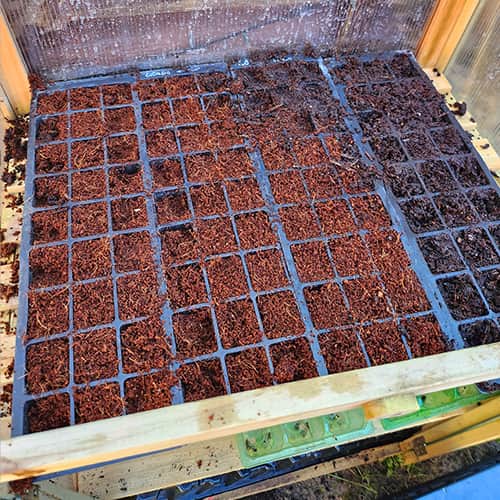 Freshly sown seeds in cell trays for March.